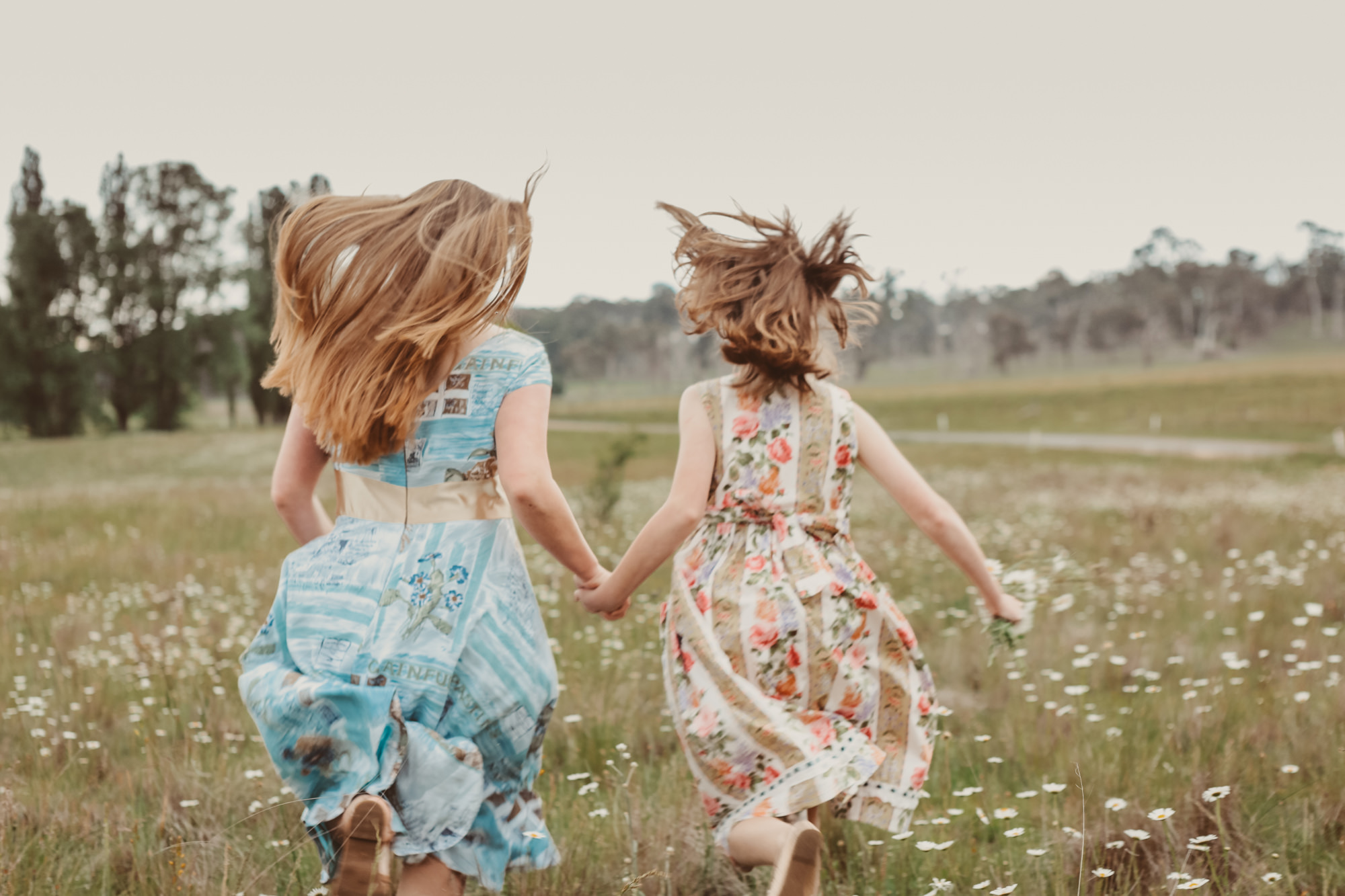 paper daisy white fields